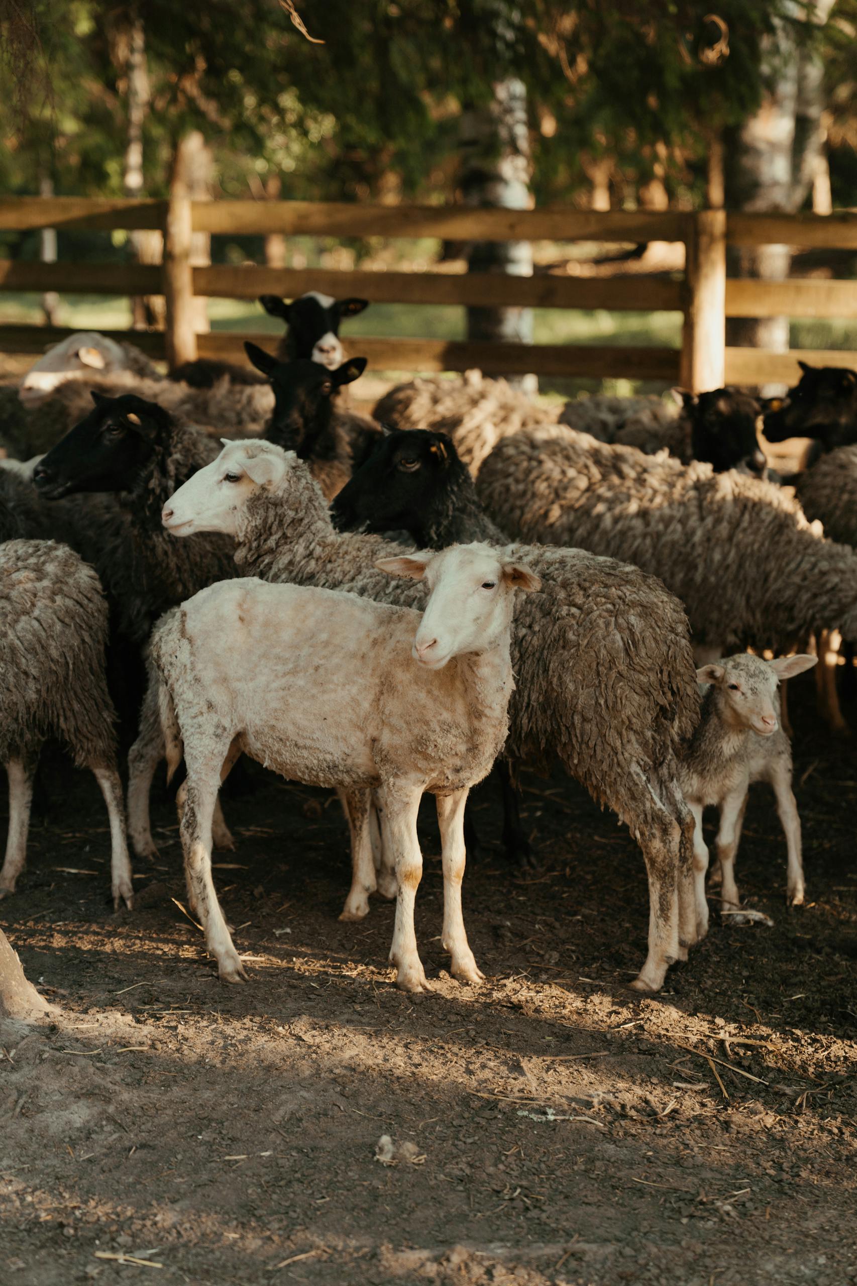 A serene view of a flock of sheep standing in a sunlit pasture with trees in the background.